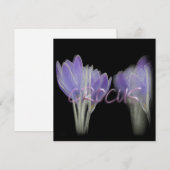KROKUSBLOEM FEESTDAGENKAART (Voorkant / Achterkant)