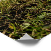 Krokussen in het vroege voorjaar poster (Hoek)