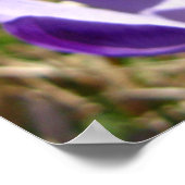 Krokussen, Tatra Poster (Hoek)