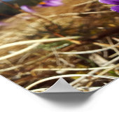 Krokussen, Tatra Poster (Hoek)