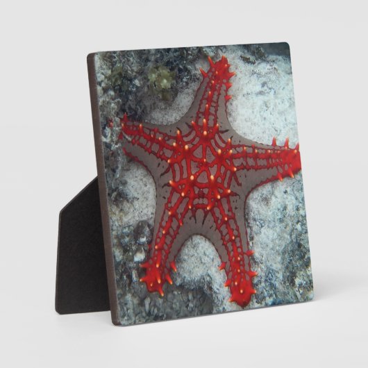 Kroning van de borstkreeft op het koraalrif fotoplaat (Voorkant)