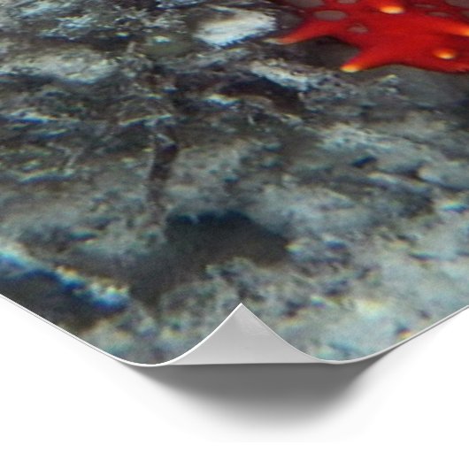 Kroning van de borstkreeft op het koraalrif poster (Hoek)