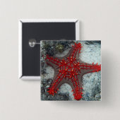 Kroning van de borstkreeft op het koraalrif vierkante button 5,1 cm (Voorkant /achterkant)