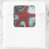 Kroning van de borstkreeft op het koraalrif vierkante sticker (Tas)