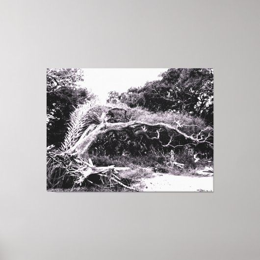 Kronkelboom aan de rand van het bos canvas afdruk (Voorkant)