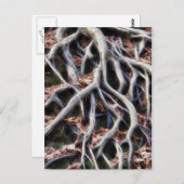 Kronkelende boomwortels briefkaart (Voorkant / Achterkant)