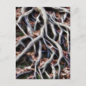Kronkelende boomwortels briefkaart (Voorkant)