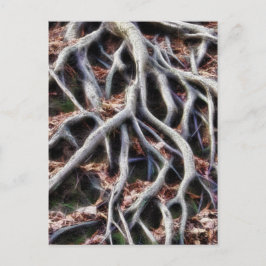 Kronkelende boomwortels briefkaart