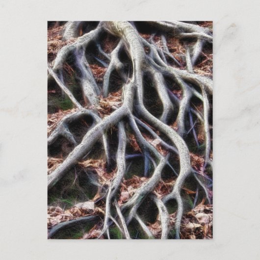 Kronkelende boomwortels briefkaart (Voorkant)