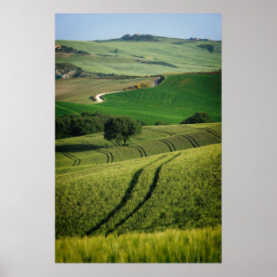 Kronkelende lijnen in groene Toscane poster
