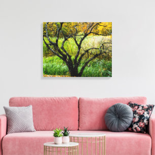 Kronkelige herfst Kareliaanse berkenboom Canvas Afdruk
