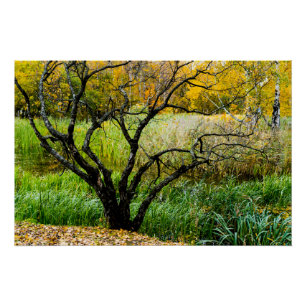 Kronkelige herfst Kareliaanse berkenboom Perfect Poster