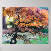 Kronkelige Japanse Esdoorn in de herfst Poster (Voorkant)