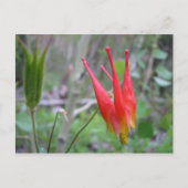 Kroon Briefkaart (Voorkant)