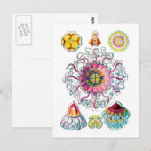 Kroon of Helmet Jellyfish Briefkaart (Voorkant / Achterkant)