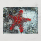 Kroon van de Zeester van Doornen op het Koraalrif Briefkaart (Voorkant)