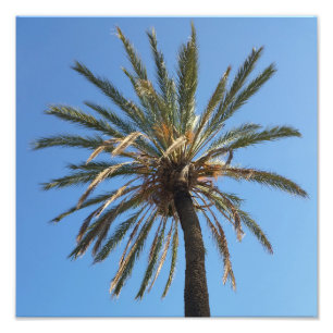 kroon van een palmboom foto afdruk