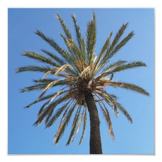kroon van een palmboom foto afdruk (Voorkant)