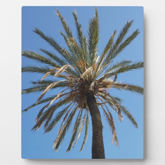 kroon van een palmboom fotoplaat (Voorkant)