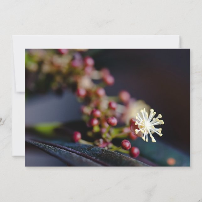 Kroonbloem (Voorkant)