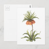 kroonimperialis (Fritillaria imperialis) door Redo Briefkaart (Voorkant / Achterkant)