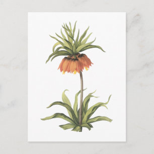 kroonimperialis (Fritillaria imperialis) door Redo Briefkaart