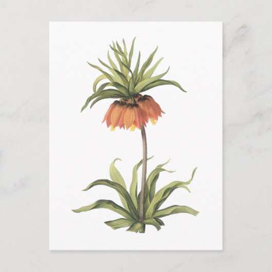 kroonimperialis (Fritillaria imperialis) door Redo Briefkaart (Voorkant)