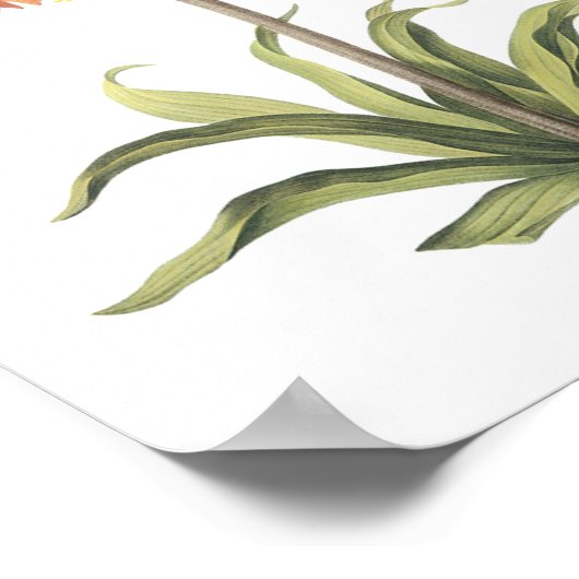 kroonimperialis (Fritillaria imperialis) door Redo Poster (Hoek)