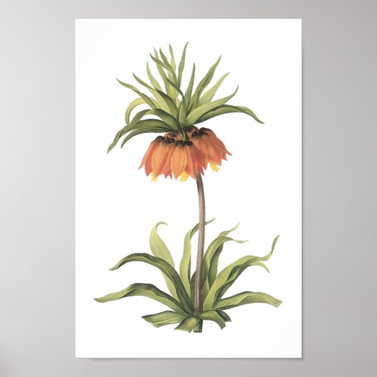 kroonimperialis (Fritillaria imperialis) door Redo Poster (Voorkant)