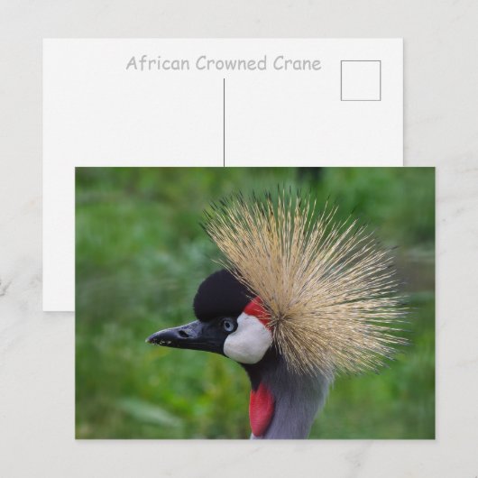 Kroonkraan Briefkaart (Voorkant / Achterkant)