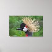 Kroonkraan Canvas Afdruk (Voorkant)