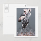 Kroonkranen Briefkaart (Voorkant / Achterkant)