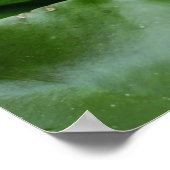 Kroonprins op Lily Pad Poster (Hoek)