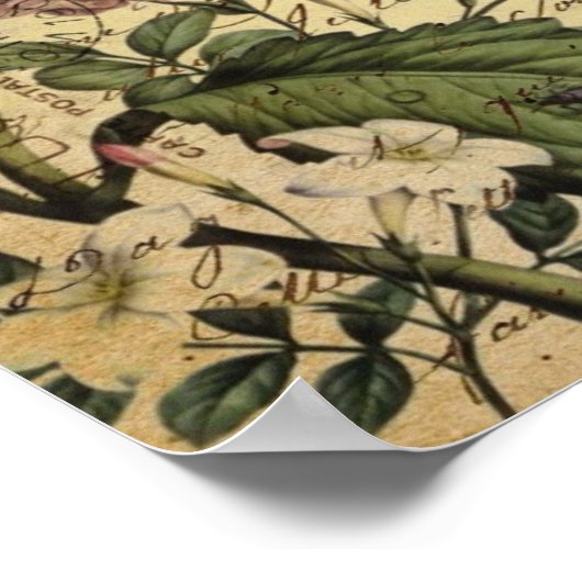 kroonschrift hydrangea vogel botanisch poster (Hoek)