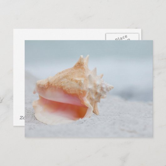 Kroonslak Shell Briefkaart (Voorkant / Achterkant)