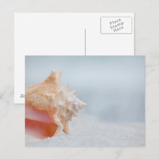 Kroonslak Shell | Florida Briefkaart (Voorkant / Achterkant)