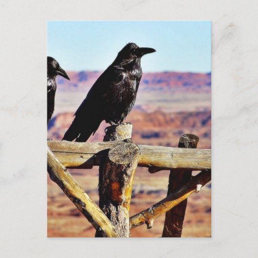 Krows Ravens Birds Black Briefkaart (Voorkant)