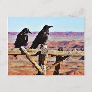Krows Ravens Birds Black Briefkaart