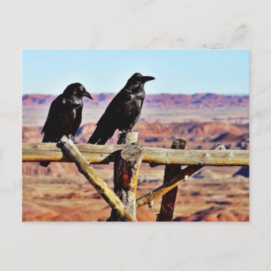 Krows Ravens Birds Black Briefkaart (Voorkant)