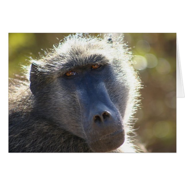 Kruger Baboon (Voorkant Horizontaal)