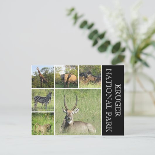 kruger Nationaal Park Briefkaart (Staand voorkant)