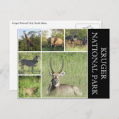 kruger Nationaal Park Briefkaart (Voorkant / Achterkant)