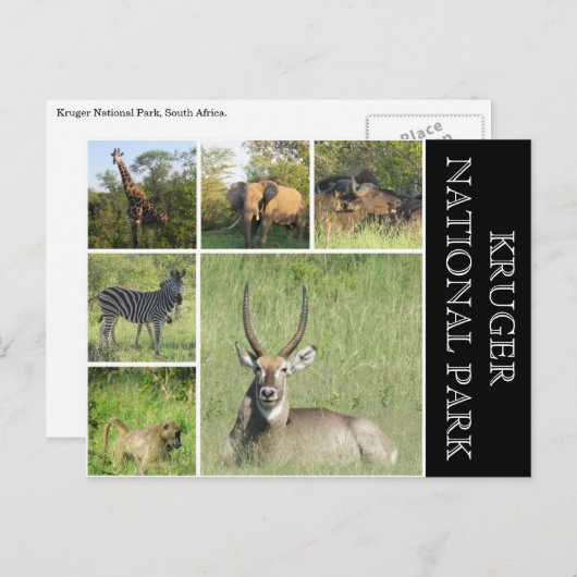 kruger Nationaal Park Briefkaart (Voorkant / Achterkant)