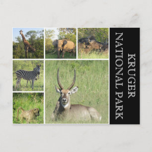 kruger Nationaal Park Briefkaart