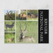 kruger Nationaal Park Briefkaart (Voorkant)