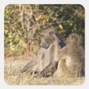 Kruger National Park, Zuid-Afrika Vierkante Sticker