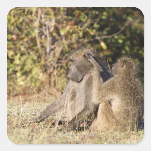 Kruger National Park, Zuid-Afrika Vierkante Sticker (Voorkant)