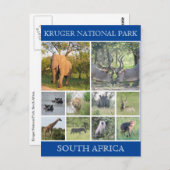 kruger np wildlife briefkaart (Voorkant / Achterkant)
