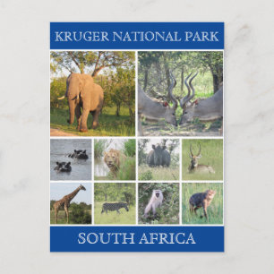 kruger np wildlife briefkaart