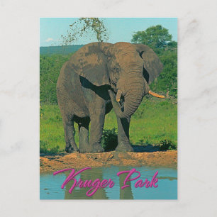 Kruger park in Zuid-Afrika Briefkaart